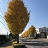 104)イチョウの街路樹