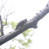 野鳥少なく雨で途中撤退(大阪城野鳥探鳥20250614 4:35-8:00)