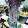 Billbergia（ビルベルギア）の育て方を模索する Vol. 1 〜昨年の生育環境からBillbergia にとって最適な光量と葉焼けを考察〜