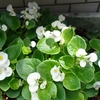 ベゴニアさんに花がたくさん咲きました🌼愛しの植物さん