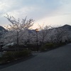 夕暮れの、一の坂川の桜を見ました。