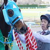 【競馬】阪神競馬場 GII 阪神スプリングジャンプ