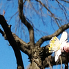 〓〓 桜だけが花見ではない 〓〓