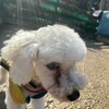 老犬ホームあん｜新人さん チップ^^