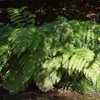 ＊小石川植物園。