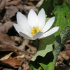 008  Bloodroot