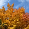 サンゴカクモミジ (珊瑚閣紅葉)