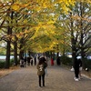 【立川】昭和記念公園で秋の夜散歩！紅葉とイルミネーションが楽しめる大人の紅葉狩りへ