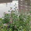 ネットに疎外された雨の朝(AIから)