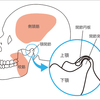 顎関節もかなり重要です