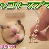 【ハムスター 動画】ブロッコリースプラウトをあげたら食い付きが半端ない,Hamsters eating broccoli sprout #64
