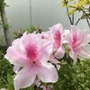 　三茶