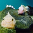 コミュニティナースいなぴかりのお茶の時間