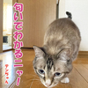 猫にもわかる秋とは？