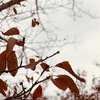 １１月９日