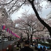 雨の合間の花見@小石川植物園