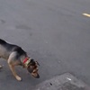 「お父さん、いこうぜ！」飼い主さんと一緒にスクーターに座る犬動画！