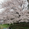お花見散歩　野川～深大寺