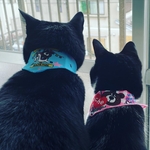 暖冬な11月🍂 ワンニャンズまとめ🐶🐱