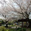 地元川崎の「近隣公園」で花見！！（６）