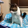 四股座り？