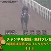 スワンステークス（GII） 【競馬調教】 サンライズメジャー調教動画　「競馬レース結果ハイライト」2016年≪競馬場の達人,競馬予想≫