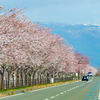 湖北は桜が満開に。