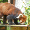 千葉市動物公園でお散歩です