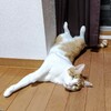 【ノミとり滴下薬】猫の滴下（スポット）式のノミ駆除薬・我が家の場合