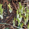 美味しい野菜になりそうな  この芽は・・・