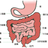 ちょーっとだけ小腸を知りたいあなたへ