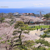 函館の桜、満開宣言........だそうです。～ 函館公園から海を臨む光景