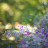 万葉集で一番詠われたハギの花