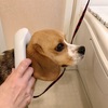 １歳３ヶ月