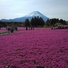 本栖湖の芝桜を見て参りました