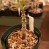 Pachypodium baronii 実生 (2019.4.29)