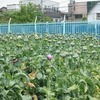 薬用植物園（東京都小平市）