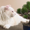 ねこかわいい37