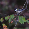 四十雀（シジュウカラ）♀