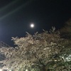 夜桜と月、そして昼間の桜とクマ太郎