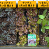 昼は屋外、夜は室内で育つ夏野菜