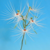 Habenaria medusa           