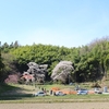 郡山市の桜③　雪村桜