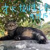 くま(=^・^=)は９歳になりました　＆　種まき、フウランの秋の芽