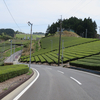 掛川市の茶畑