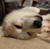 ダニエルの続き
