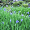 法華寺のカキツバタ（５月上旬～中旬）