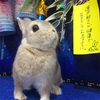 お月様に帰りました。