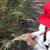 フワフワススキと、カタツムリの避難壕と、溶岩の小山