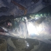 サバ祭り開催🐟　夜釣りでサバ・タチウオが釣れました。IN「I浜海岸」